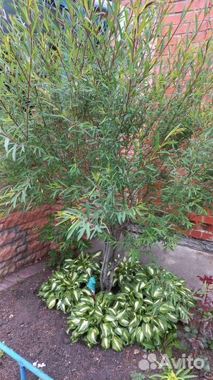 Цветы и кустарники для сада