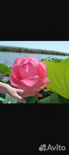 Лотос корни взрослое растение