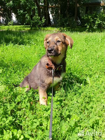 Щенок бесплатно