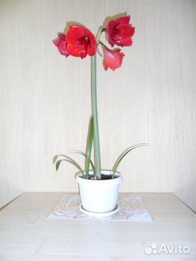 Продаю домашнюю Лилию