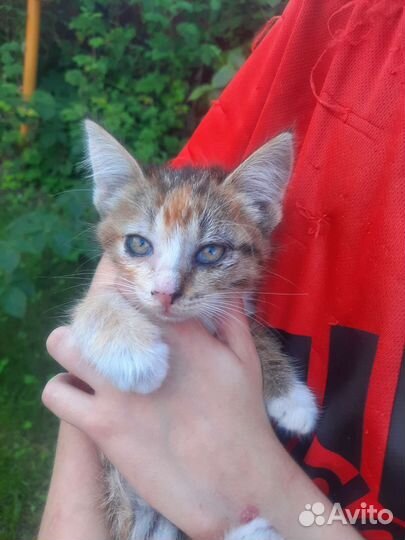 Кошки в добрые руки бесплатно. К лотку приучены