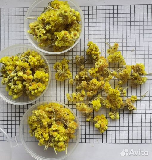 Сухоцветы в ассортименте
