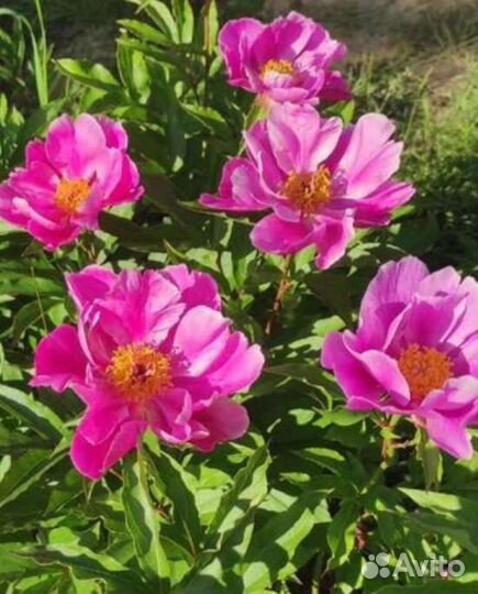 Пионы саженцы
