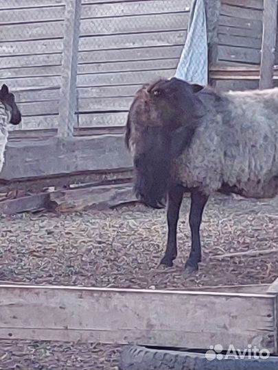 Баран производитель