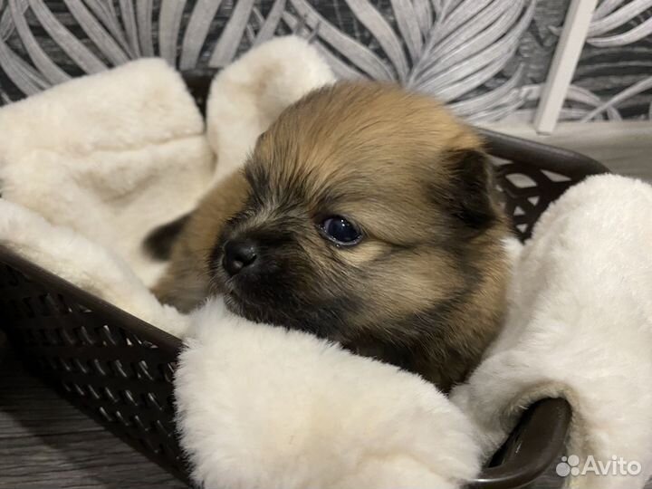 Щенки шпица