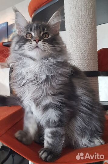 Котята мейн-кун