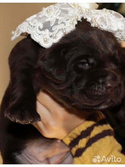 Лабрадор девочка и мальчишки