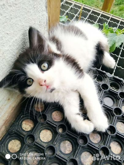 Бездомные котики ищут дом