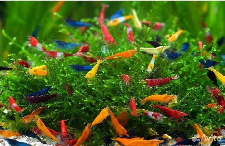 Аквариумные рыбки креветки