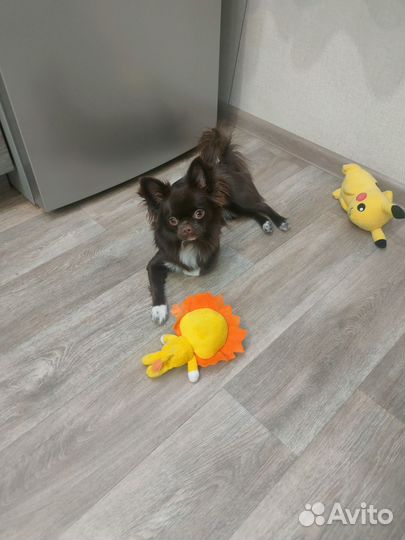 Вязка кобель чихуахуа