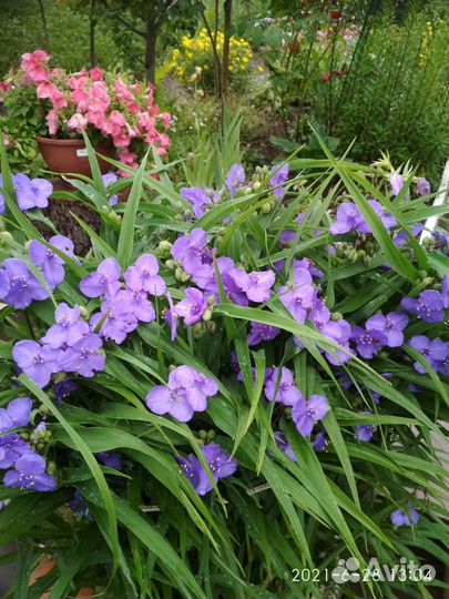 Садовая традесканция