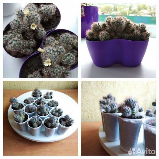 Кактусы 2 вида продам