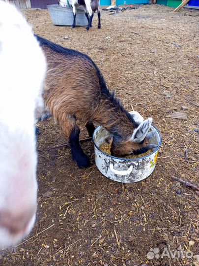 Продам козлов