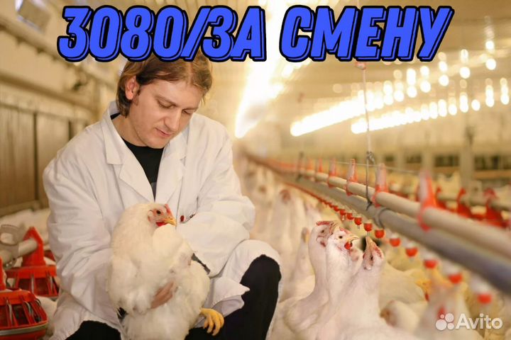 Вахта. Рабочие отлова птицы