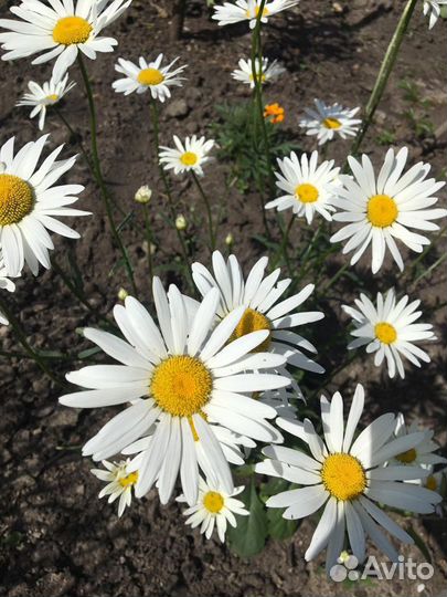 Ромашка смородина