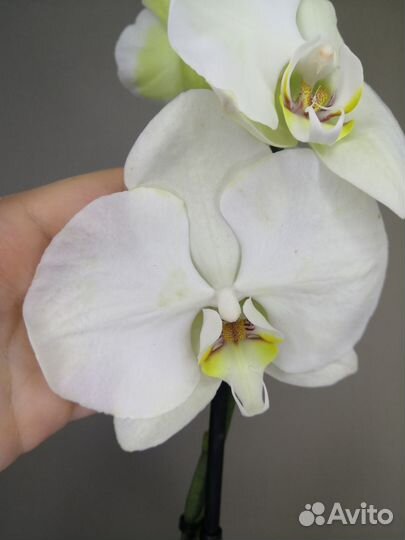 Орхидея кремовая с зеленцой