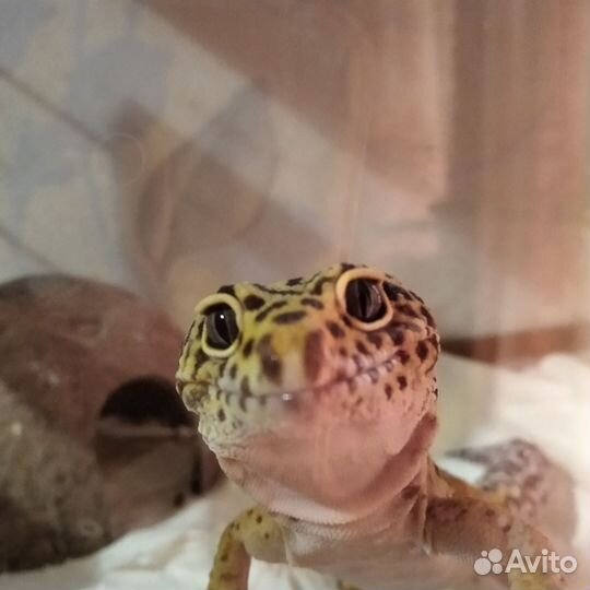 Геккон эублефар