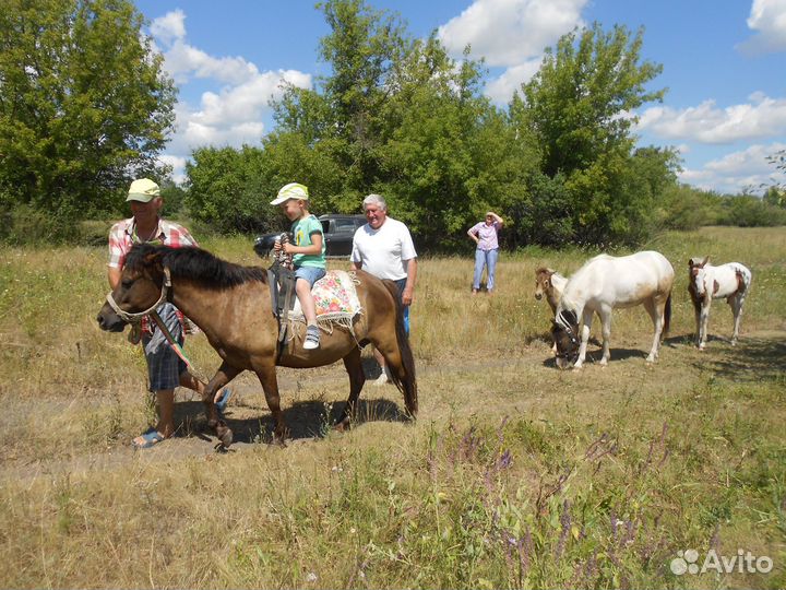 Орлик - пони