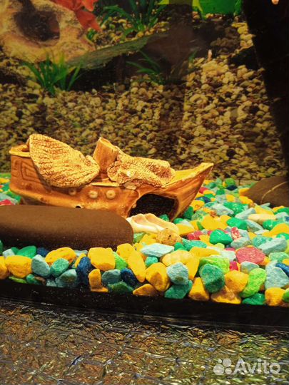 Аквариум