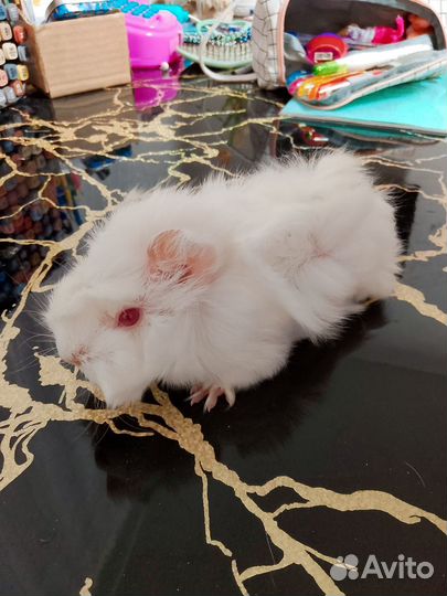 Морская свинка