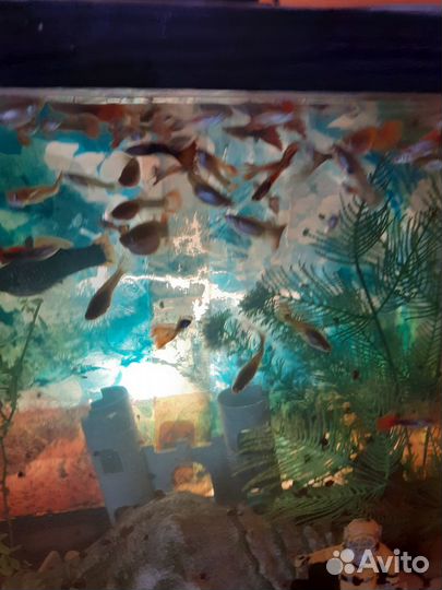 Рыбки гуппи