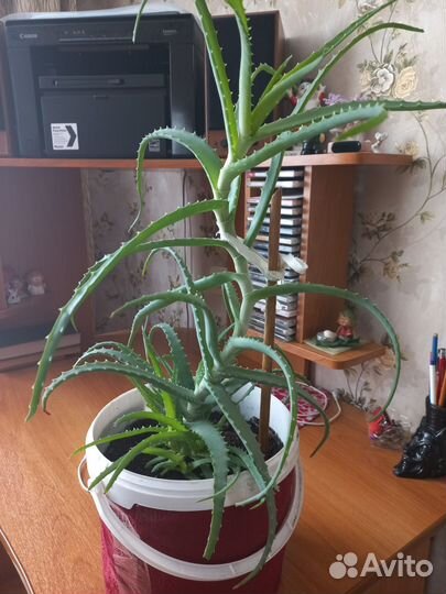 Алоэ лечебный 5летний