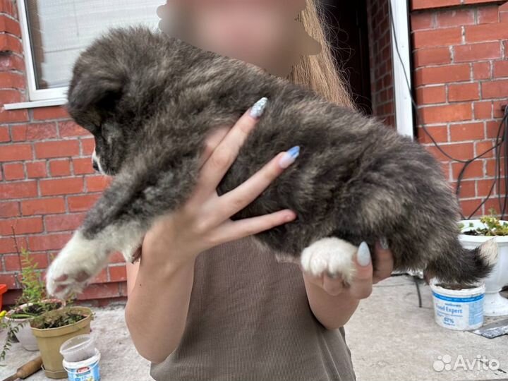 Собака