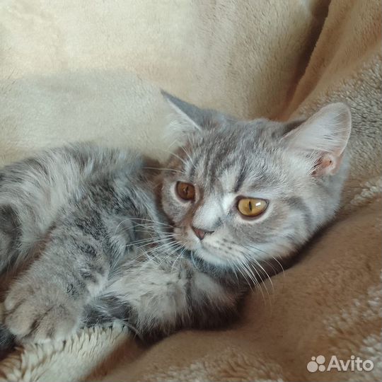 Британская киса