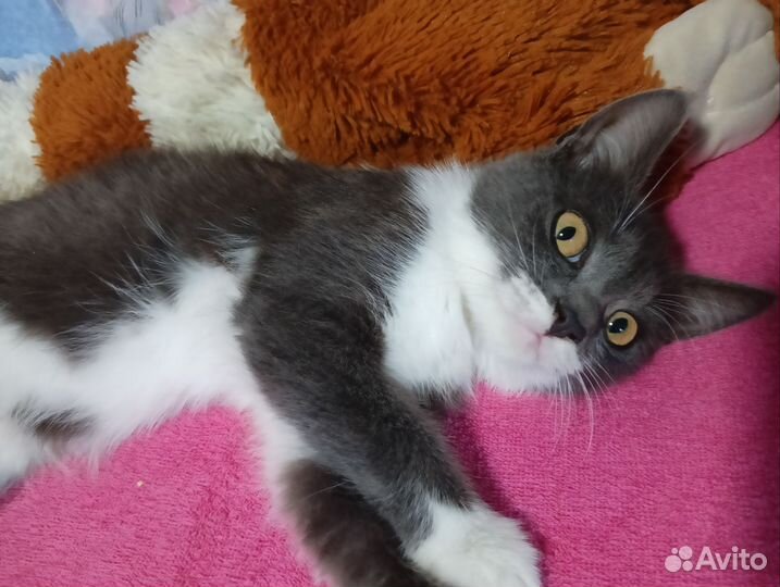 Кошечки очень ищут добрые руки, черный котик