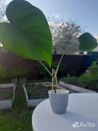 Комнатные растения