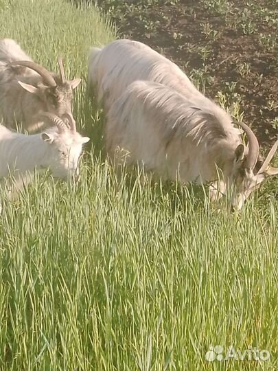 Продаются Козы