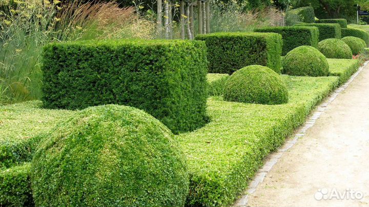 Бирючина для изгороди опт