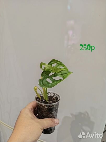 Монстера манки