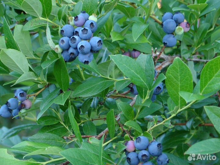 Голубика сорт Reka