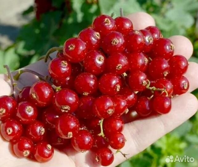 Красная смородина