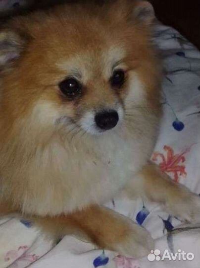 Найден шпиц