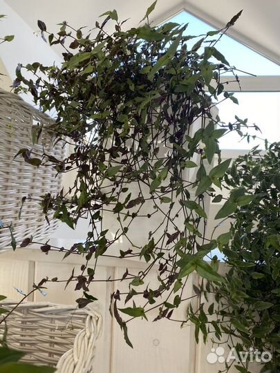 Комнатные цветы, бронь до 09.06