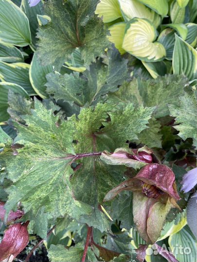 Бузульник Гранито