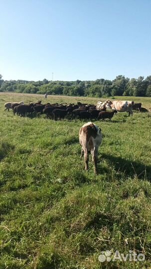 Коровы телята овцы