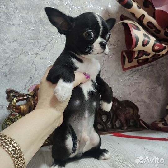 Щенки чихуахуа