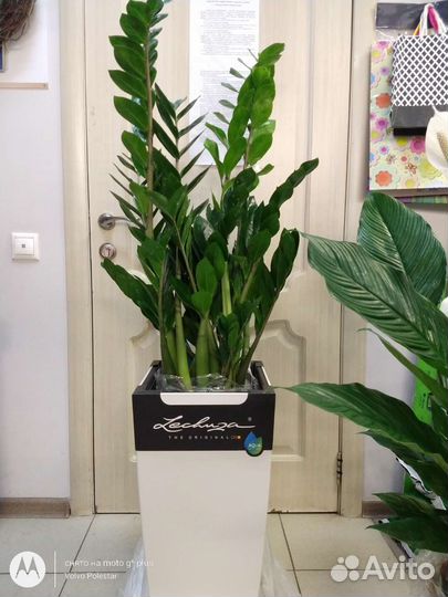 Озеленение, комнатные растения для офиса и дома