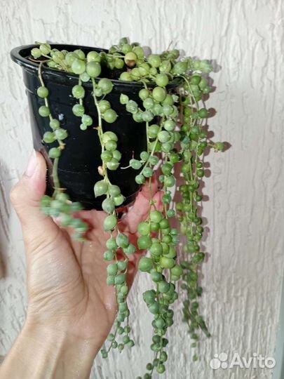 Крестовник роули