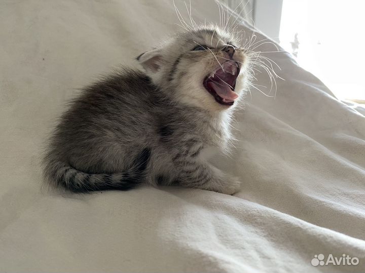 Шотландские котята