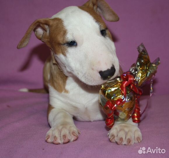 Мини бульки