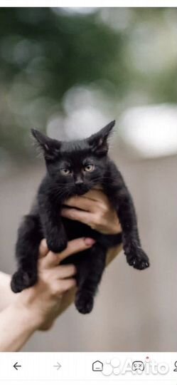 Котенок череый