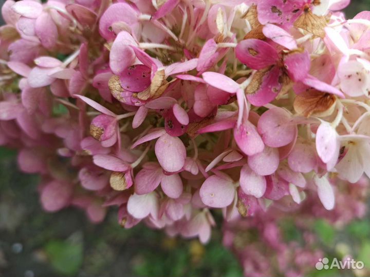 Гортензия метельчатая Сильвер Доллар