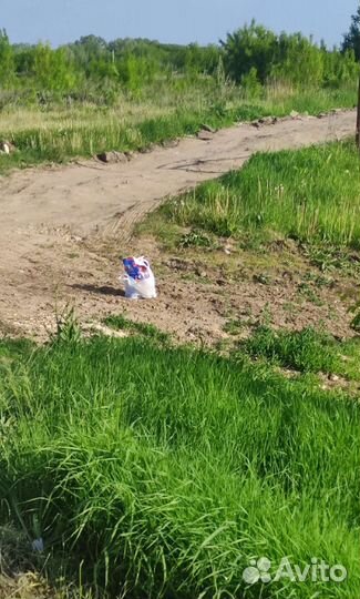 Выкинули маленькую собачку