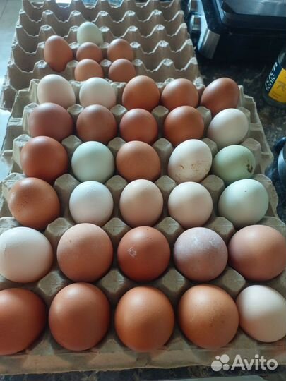 Яйцо инкубационное