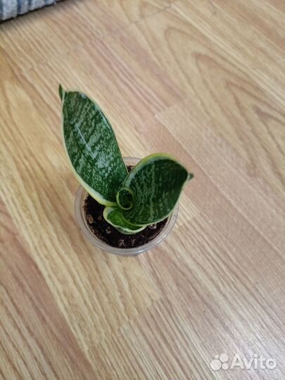 Сансевиерия сортовая 8