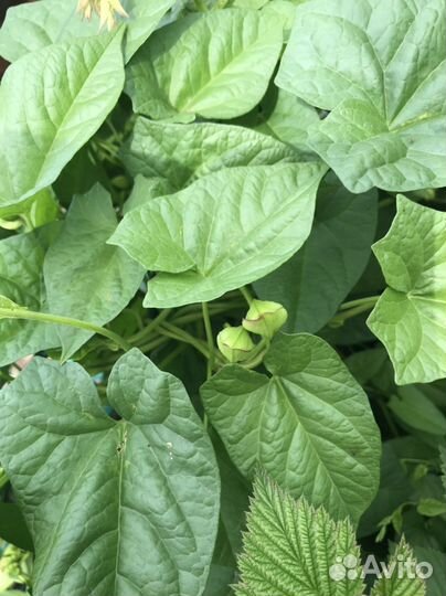 Красивая лиана